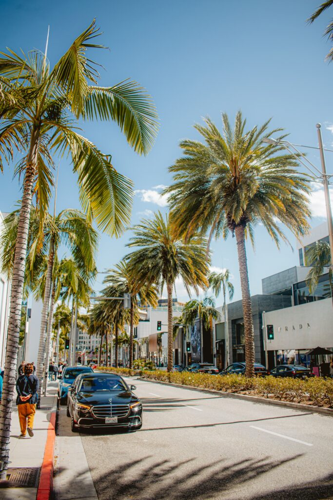 Palm-tree lined street with parked cars