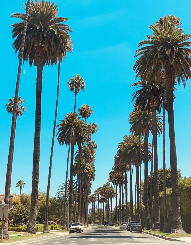 Sunny palm-lined boulevard with cars